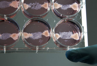 Illustration for article titled It's official! The world's first lab-grown burger is "not unpleasant!"